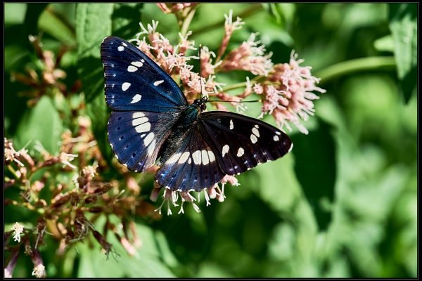 Limenitis Reducta