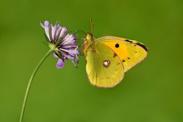  Crocea o Limoncella (Colias croceus)