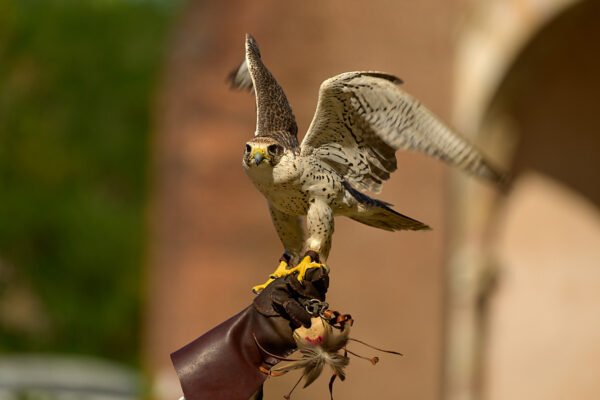 Palio del Ticino – Falconeria e Falconieri